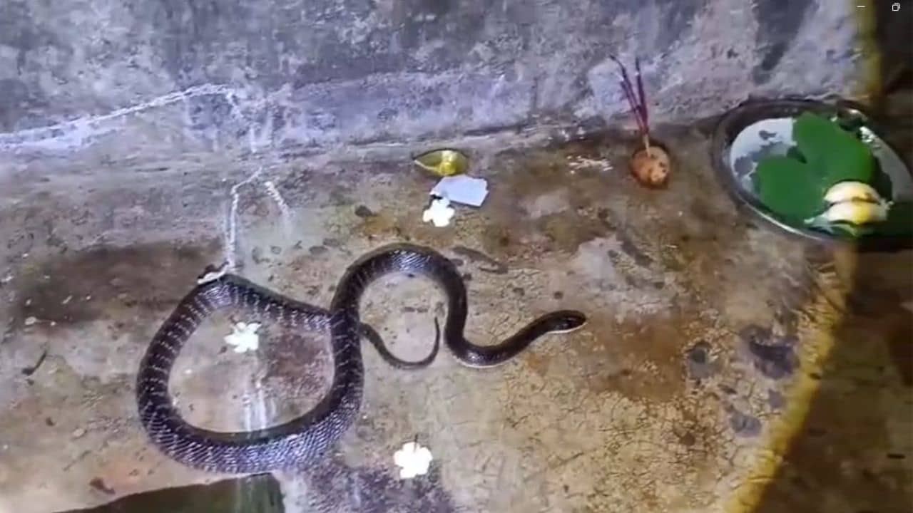 Dhupguri snake scare: বাড়িতে ঢুকেছে সাপ, চিনতে না পেরে দুধ-কলা দিয়ে পুজো, তারপর যা হল...