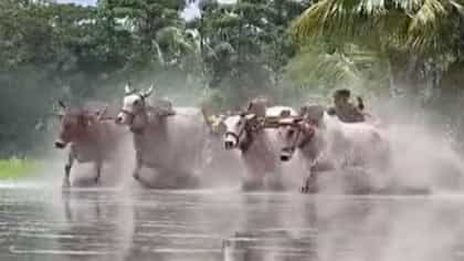 হাঁটু সমান কাদা-জলে ছুটছে বলদের পাল, মই ছাড়া প্রতি্যোগিতা সুন্দরবনে