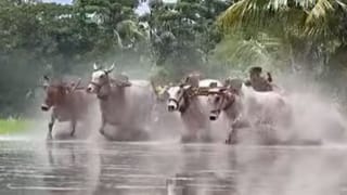 Sundarban: হাঁটু সমান কাদা-জলে ছুটছে বলদের পাল, মই ছাড়া প্রতি্যোগিতা সুন্দরবনে