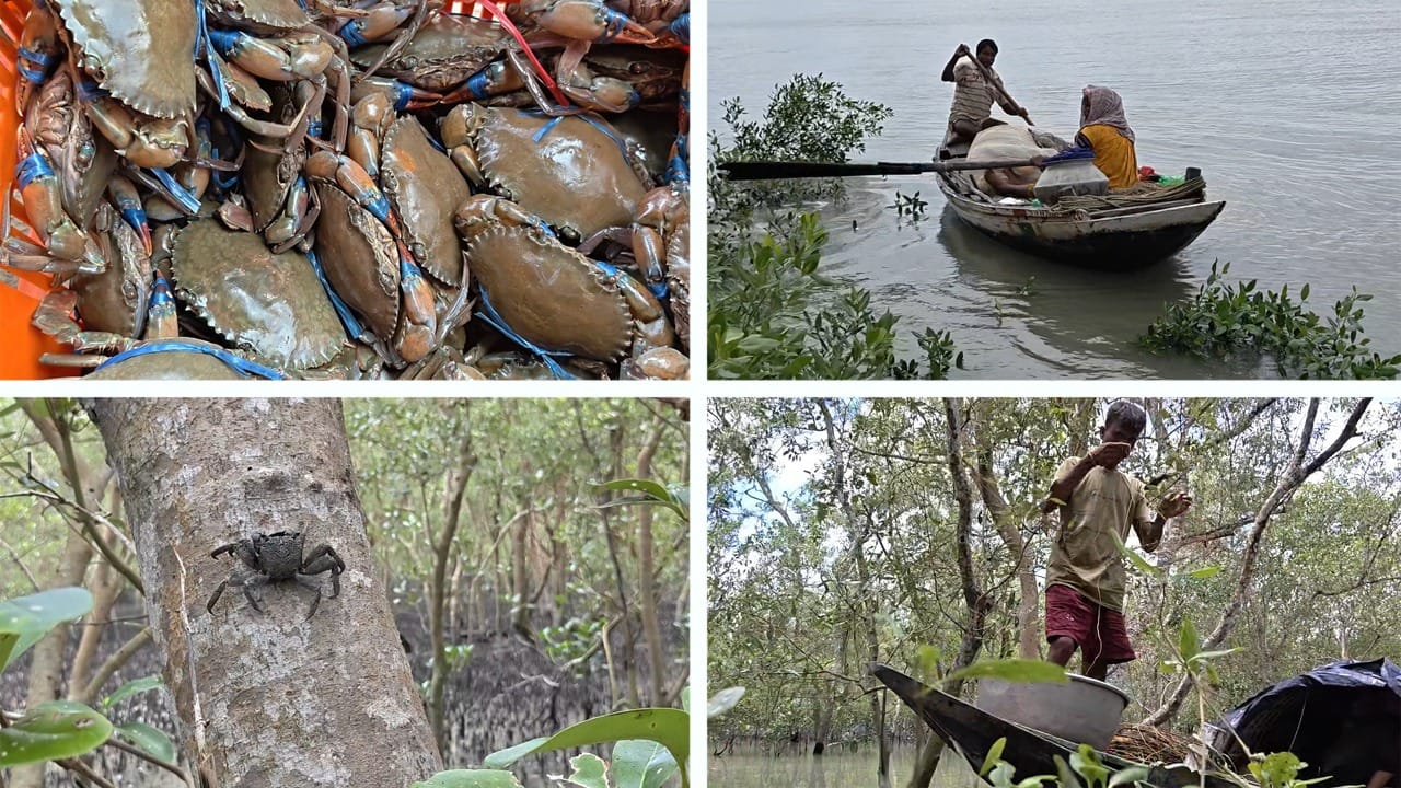Sundarbans crab: আকাশছোঁয়া দাম সুন্দরবনের কাঁকড়ার, অথচ বাঘের ডেরায় সস্তা মানুষের জীবন!
