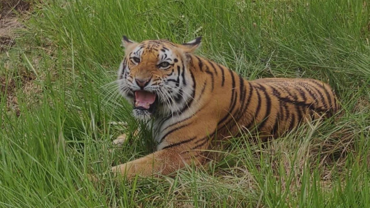 Tigress Death: ঝড়খালি ব্যাঘ্র পুনর্বাসন কেন্দ্রে বাঘিনীর মৃত্যু, কী হয়েছিল?