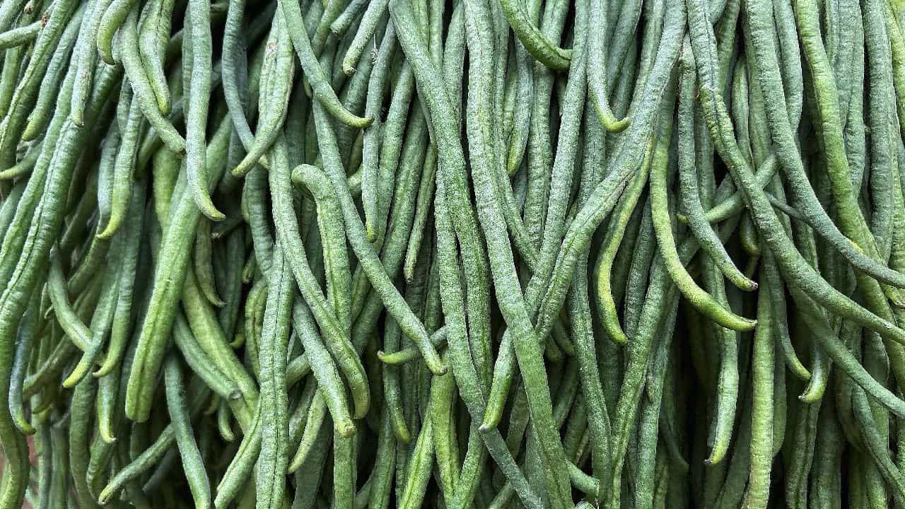 Yardlong beans: জানেন বরবটি খেলে শরীরে কী কী ঘটে? Yardlong beans: জানেন বরবটি খেলে শরীরে কী কী ঘটে?