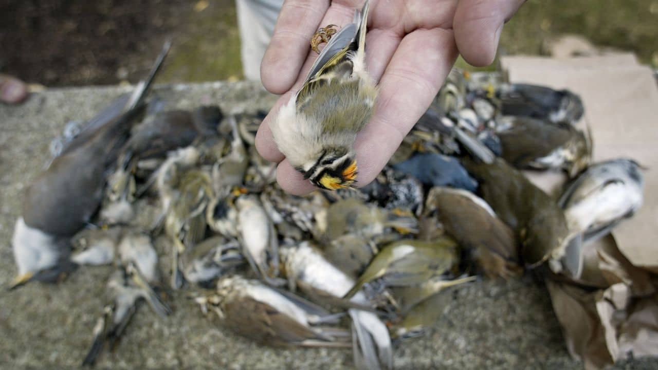 Suicide of bird: শয়ে-শয়ে পাখি উড়ে আসে তারপর আছাড় খায়, এই গ্রামে কেন আত্মহত্যা করে ঝাঁকে-ঝাঁকে পাখি?