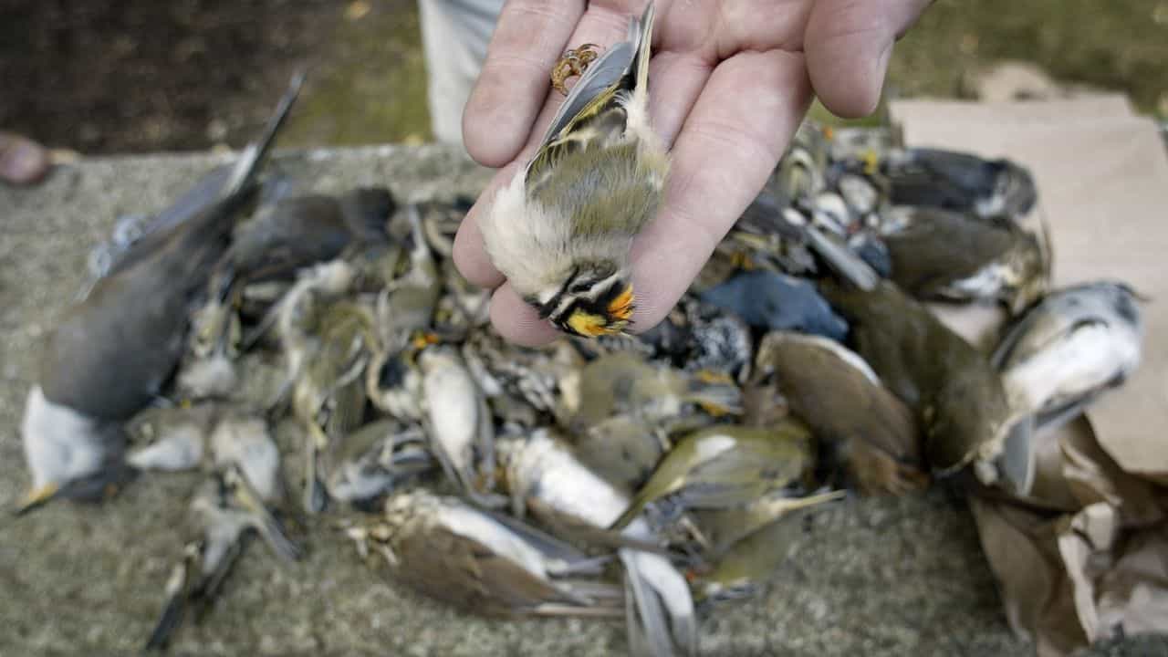 Suicide of bird: শ'য়ে-শ'য়ে পাখি উড়ে আসে তারপর আছাড় খায়, এই গ্রামে কেন 'আত্মহত্যা' করে ঝাঁকে-ঝাঁকে পাখি? Suicide of bird: শ'য়ে-শ'য়ে পাখি উড়ে আসে তারপর আছাড় খায়, এই গ্রামে কেন 'আত্মহত্যা' করে ঝাঁকে-ঝাঁকে পাখি?