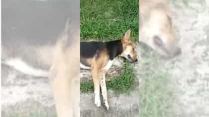 গুলি করে পথ কুকুরকে খুন, গ্রেফতার ব্যক্তি