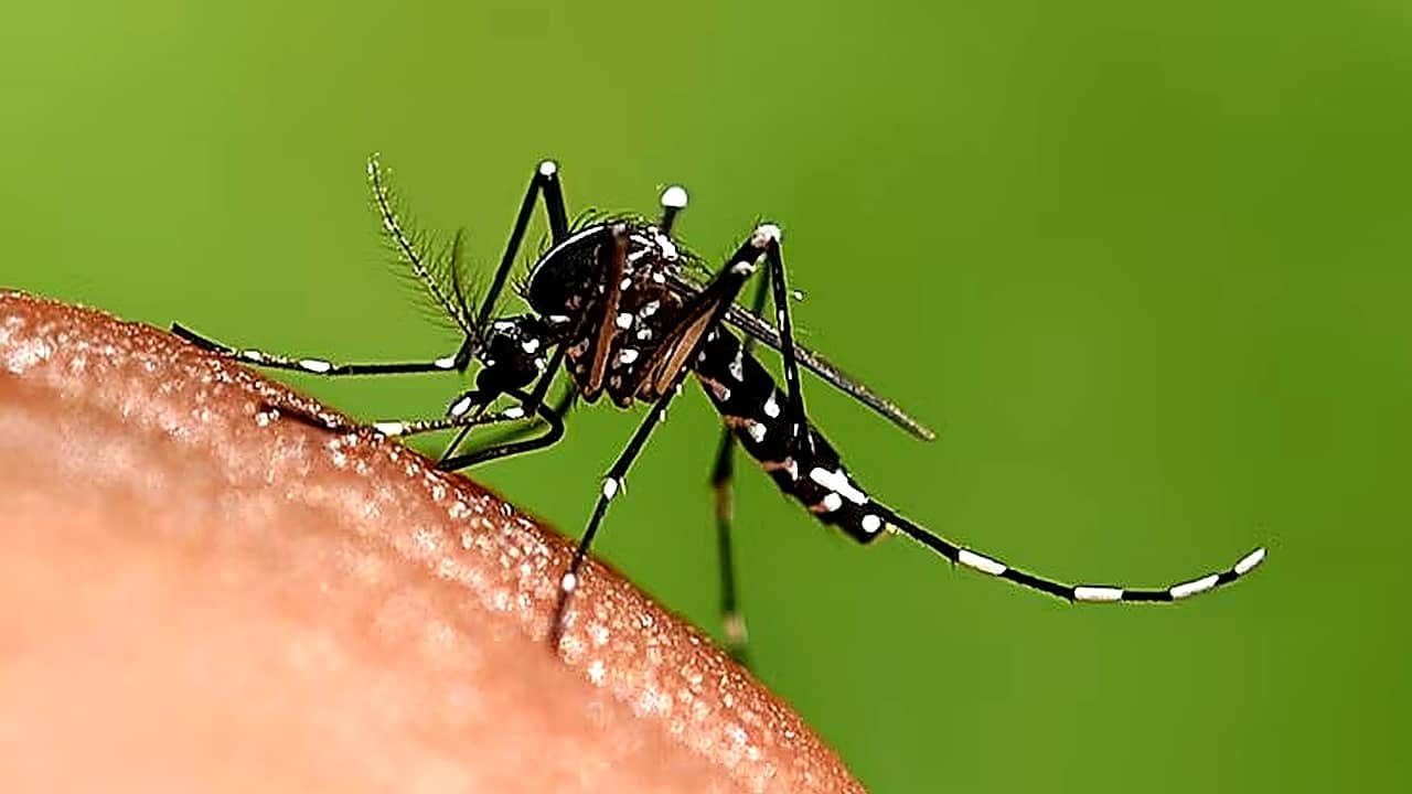 Mosquito repellent home remedies: বর্ষায় মশার জ্বালায় অতিষ্ঠ? জাস্ট রান্নার এই জিনিসেই তাড়ান