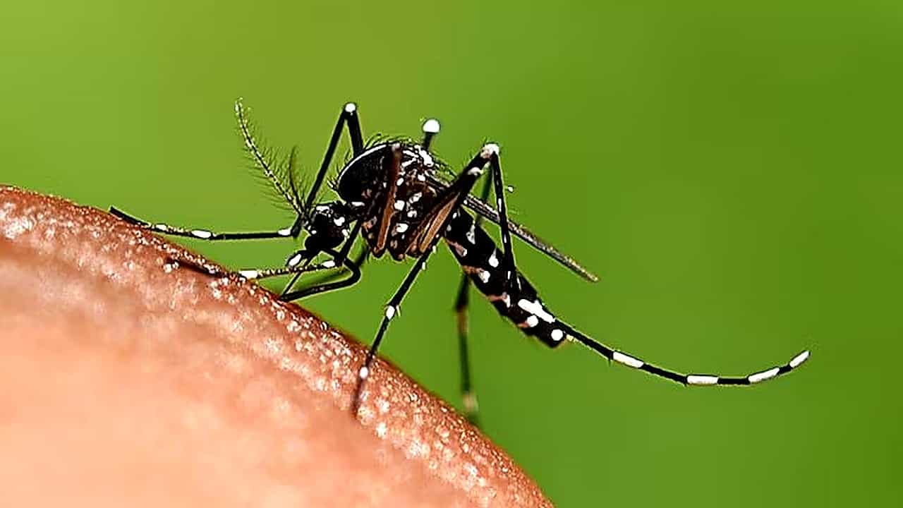 Mosquito repellent home remedies: বর্ষায় মশার জ্বালায় অতিষ্ঠ? জাস্ট রান্নার এই জিনিসেই তাড়ান Mosquito repellent home remedies: বর্ষায় মশার জ্বালায় অতিষ্ঠ? জাস্ট রান্নার এই জিনিসেই তাড়ান