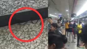 এসপ্ল্যানেড মেট্রোয় বিষাক্ত সাপ! পায়ের সামনে দেখেই চিৎকার যাত্রীদের