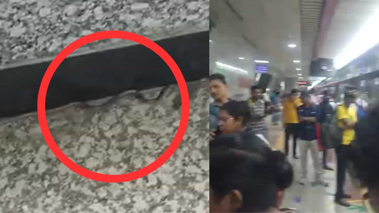 Snake in Kolkata Metro: এসপ্ল্যানেড মেট্রোয় বিষাক্ত সাপ! পায়ের সামনে দেখেই চিল-চিৎকার যাত্রীদের, শেষে কী হল? Snake in Kolkata Metro: এসপ্ল্যানেড মেট্রোয় বিষাক্ত সাপ! পায়ের সামনে দেখেই চিল-চিৎকার যাত্রীদের, শেষে কী হল?