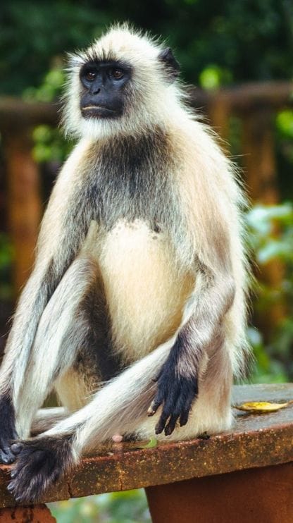 রোজ এখানে আড্ডা মারতে আসে এই হনুমান