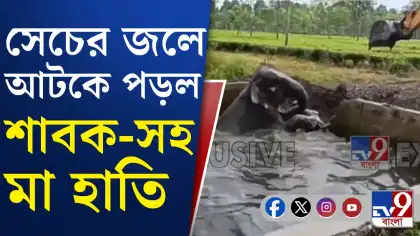 খাবারের সন্ধানে এসে শাবক ও মা হাতি পড়ল জলের ট্যাঙ্কে, তারপর...
