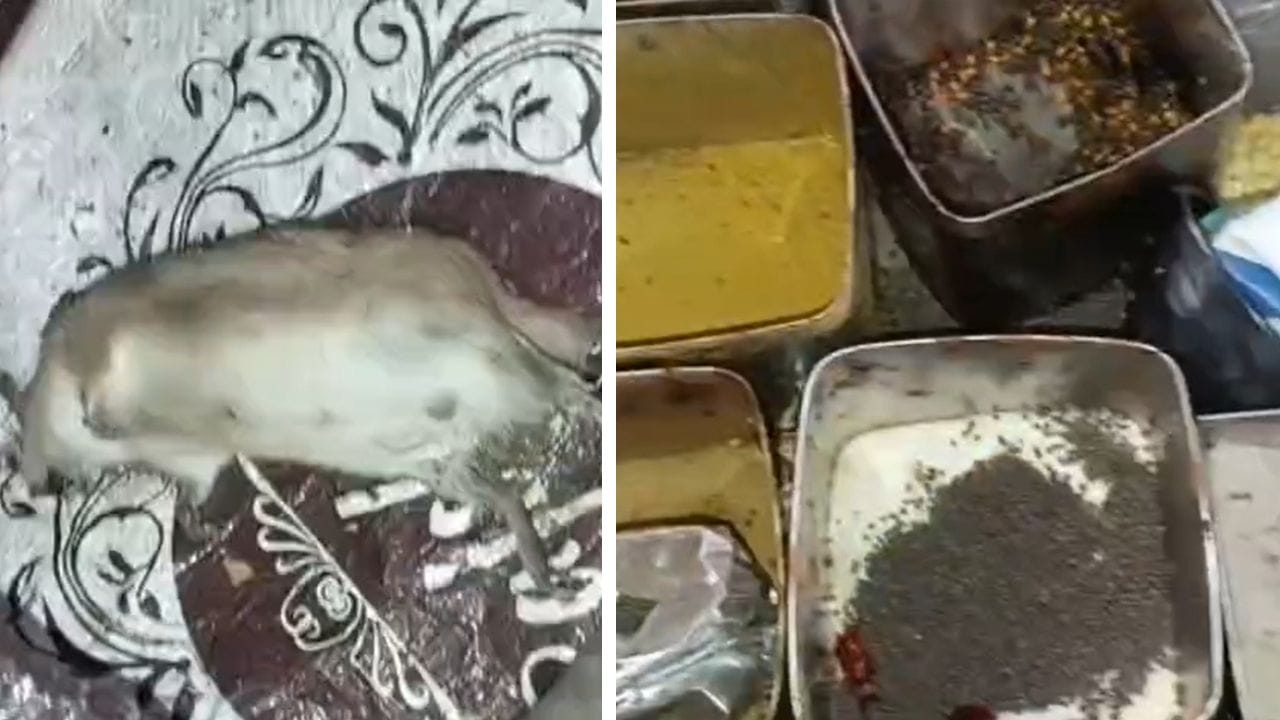 Katwa Restaurant: রেস্তোরাঁর রান্নাঘরে মরা ইঁদুর, ফ্রিজে ছত্রাক ধরা খাবার