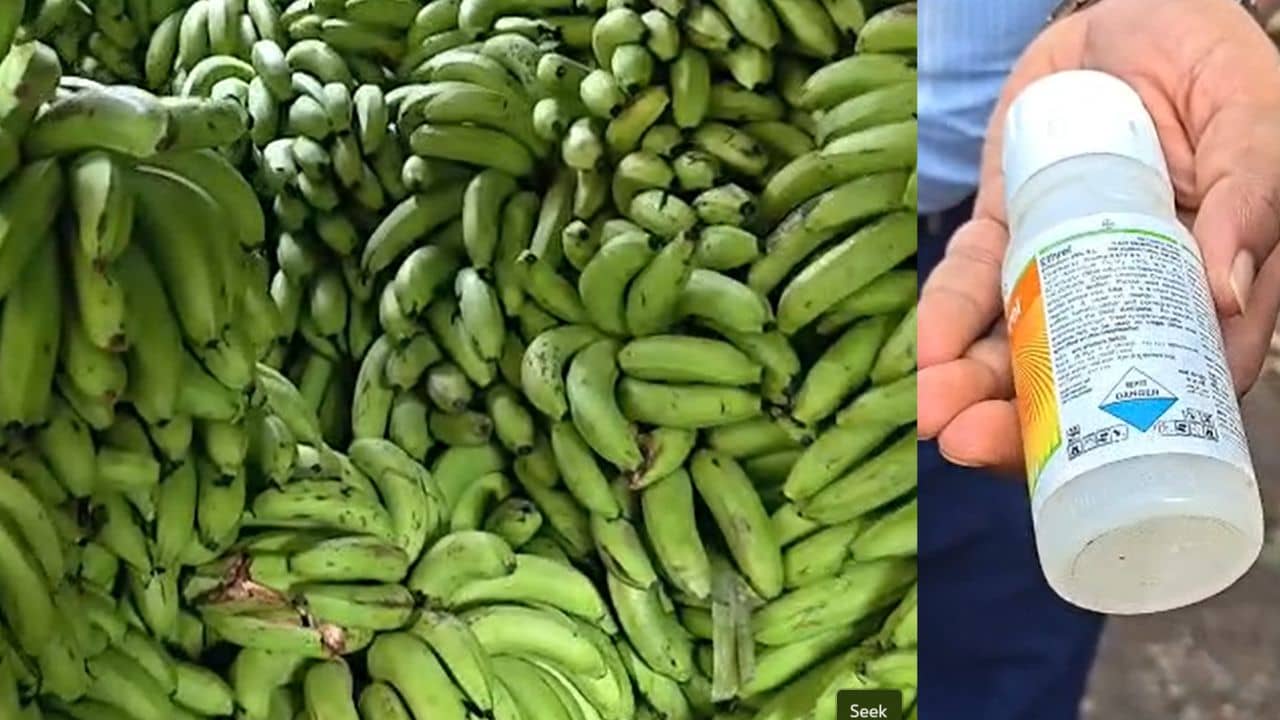 স্বাস্থ্যকর খাবেন ভাবছেন? কলা খাওয়ার আগে দেখুন সেটা পাকাতে কী মেশানো হচ্ছে!
