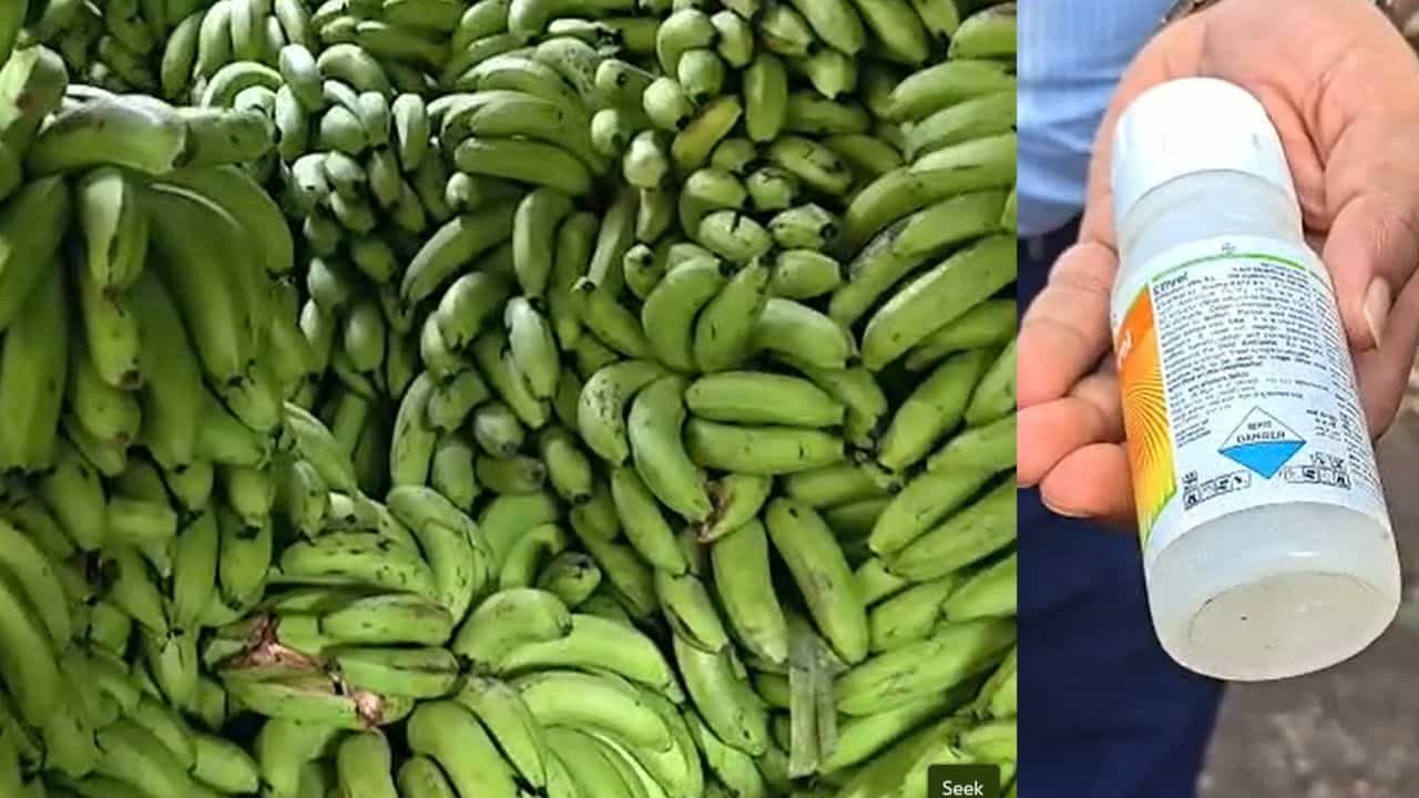 স্বাস্থ্যকর খাবেন ভাবছেন? কলা খাওয়ার আগে দেখুন সেটা পাকাতে কী মেশানো হচ্ছে! স্বাস্থ্যকর খাবেন ভাবছেন? কলা খাওয়ার আগে দেখুন সেটা পাকাতে কী মেশানো হচ্ছে!