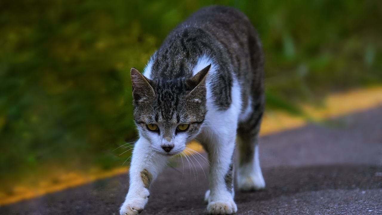 এই ধরনের জায়গা দিয়ে যাতায়াতের সময় বন্যপ্রাণী, সাপ বা অন্যান্য বিপদ সম্পর্কে সতর্ক থাকা প্রয়োজন ছিল। বিড়ালরা সাধারণত তাদের চারপাশে সামান্যতম শব্দ বা গতিবিধিতেই দ্রুত প্রতিক্রিয়া দেখায়, কারণ তাদের কান তীক্ষ্ণ। 