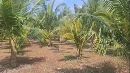 একটা নারকেল গাছ লাগালেই সরকার দেবে ৩৫০ টাকা, কী করতে হবে জেনে নিন