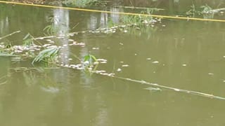Dhupguri News: ঢেলে দিয়েছে বিষ, মরে-মরে ভেসে উঠেছে রুই-কাতলা, কান্না মাছ চাষির