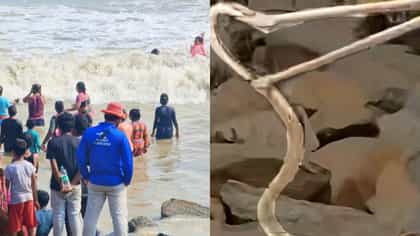 দিঘার সমুদ্রে নামার আগে সাবধান, বোল্ডারের ভিতর লুকিয়ে ছিল চন্দ্রবোড়া
