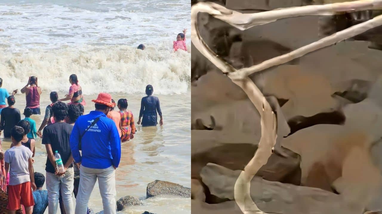 Digha: দিঘার সমুদ্রে নামার আগে সাবধান, বোল্ডারের ভিতর লুকিয়ে ছিল চন্দ্রবোড়া