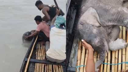 তিস্তার জলে ভেসে যাচ্ছিল হস্তিশাবক, উদ্ধার করল মৎসজীবীরা, তারপরই...