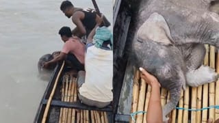 Elephant Rescue Video: তিস্তার জলে খাবি খাচ্ছিল ১৩ দিনের সন্তান, উদ্ধার করল মৎস্যজীবীরা, উদভ্রান্তের মতো ছুটে স্বাস্থ্যকেন্দ্রে এল মা, এই ছবি চোখে জল আনবে…