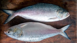 Best Weight For Hilsa: ঠিক কত কেজির ইলিশ কিনলে স্বাদে সেরা হয় জানেন?
