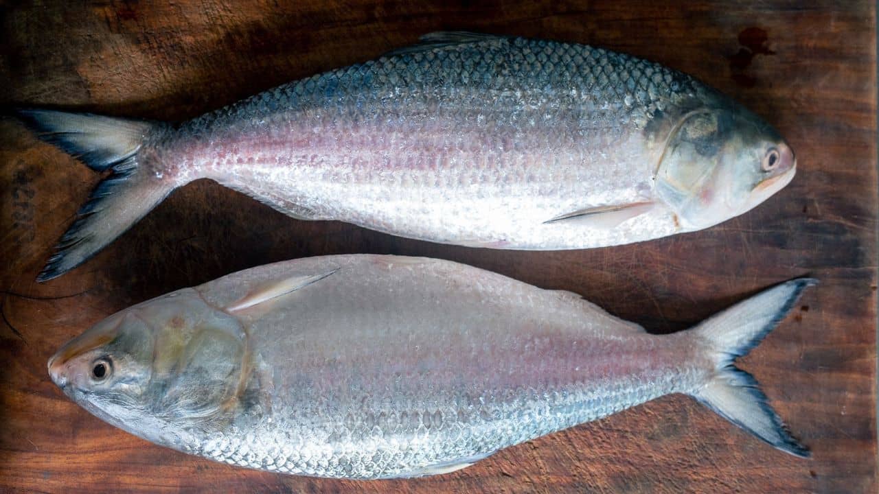 Best Weight For Hilsa: ঠিক কত কেজির ইলিশ কিনলে স্বাদে সেরা হয় জানেন?