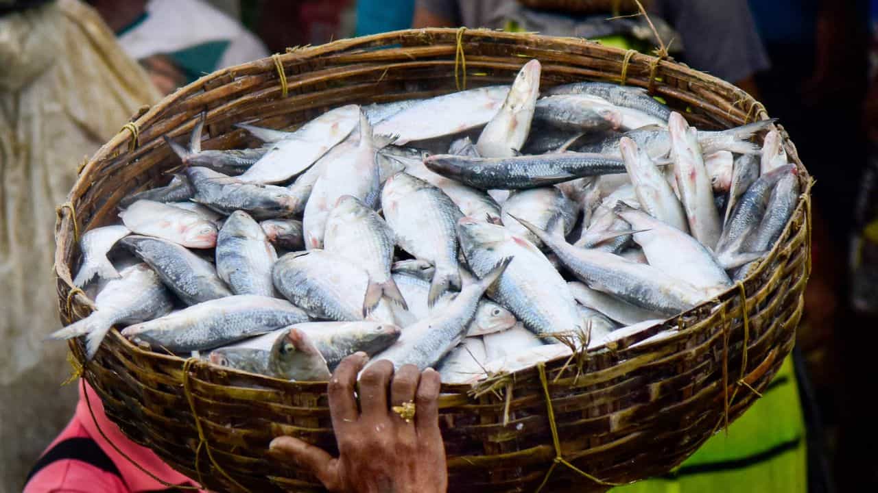 Hilsa Fish: ডিম ভর্তি গুজরাটের ইলিশে মজেছিল বাংলাদেশ, হঠাৎ কেন নিষেধাজ্ঞা তারেক সরকারের? Hilsa Fish: ডিম ভর্তি গুজরাটের ইলিশে মজেছিল বাংলাদেশ, হঠাৎ কেন নিষেধাজ্ঞা তারেক সরকারের?