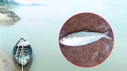 দামদরে থেকে উঠল ২টি ইলিশ, জাল ফেলতেই চোখ কপালে বর্ধমানের সনাতনের