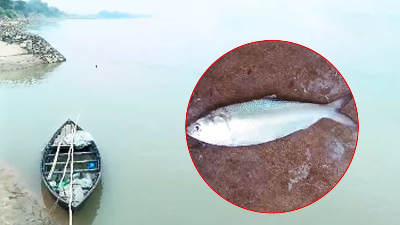 Hilsa Fish: দামদরে থেকে উঠল ২টি ইলিশ, জাল ফেলতেই চোখ কপালে বর্ধমানের সনাতনের Hilsa Fish: দামদরে থেকে উঠল ২টি ইলিশ, জাল ফেলতেই চোখ কপালে বর্ধমানের সনাতনের