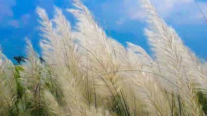 Kashful English: কাশফুলের ইংরেজি জানেন?