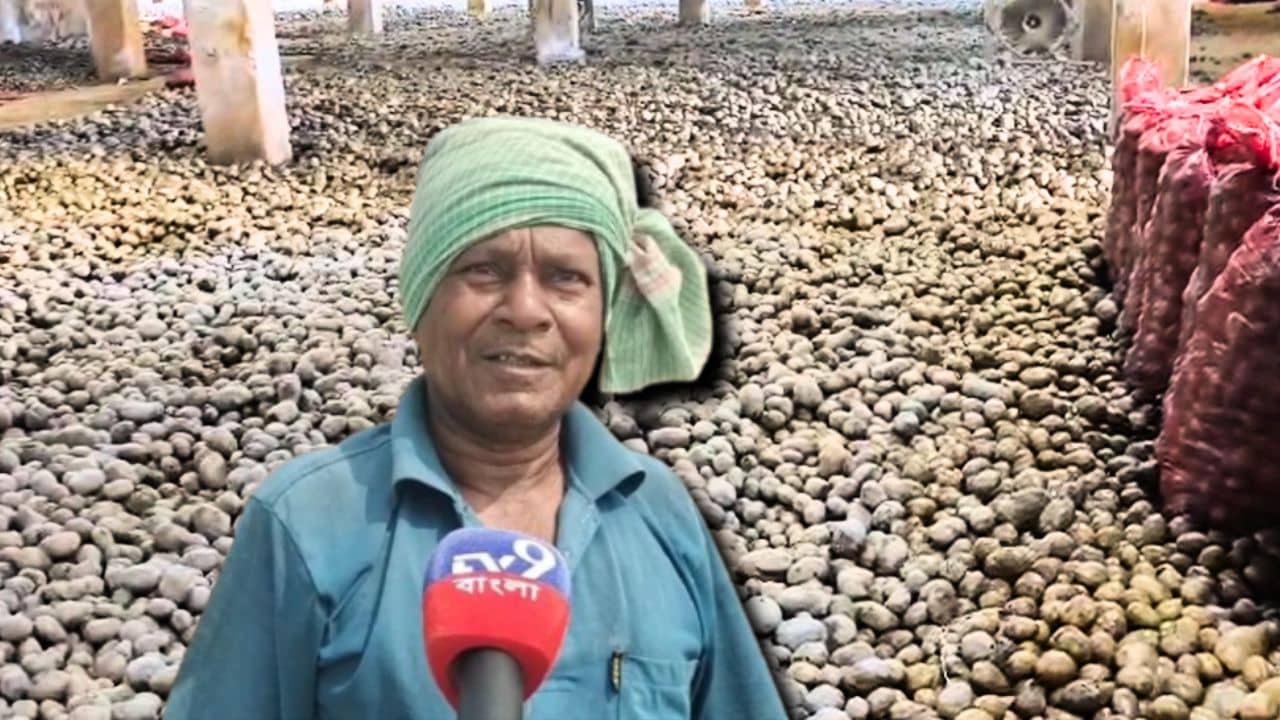 Potato Farmers: বেশি ফলন হয়েও বিপদ! দুয়ারে দুয়ারে ভিক্ষা করব, বলছেন আরামবাগের আলুচাষিরা, ভবিষ্যৎ কী
