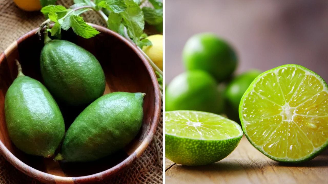 Vitamin C Rich Foods: গন্ধ লেবু নাকি পাতিলেবু, জানেন Vitamin C কার মধ্যে সবচেয়ে বেশি?