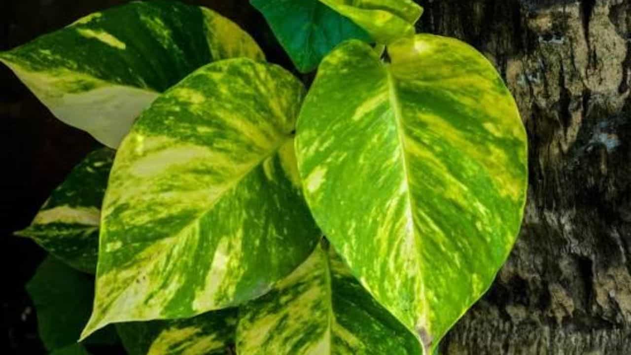 Money Plant: জানেন মানি প্ল্যান্টকে কেন মানি প্ল্যান্ট বলা হয়? Money Plant: জানেন মানি প্ল্যান্টকে কেন মানি প্ল্যান্ট বলা হয়?