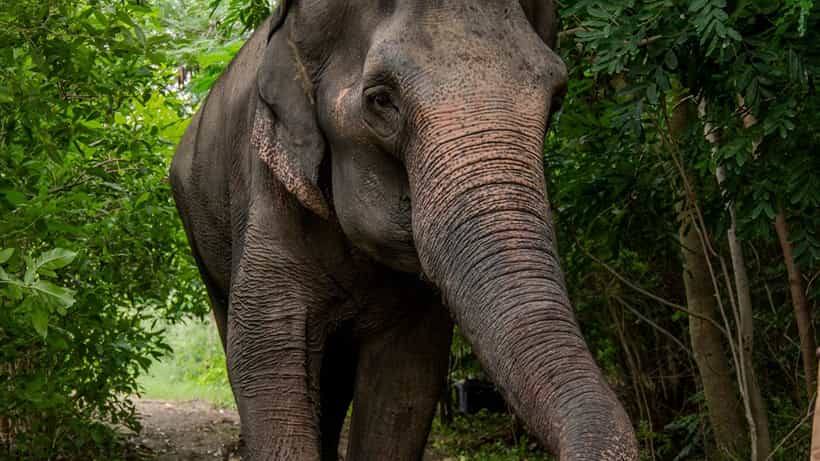 Vantara Madhuri Elephant: কোলাপুরে ফিরছে আদরের মাধুরী, চিকিৎসার ভার নিচ্ছে ভান্তারা