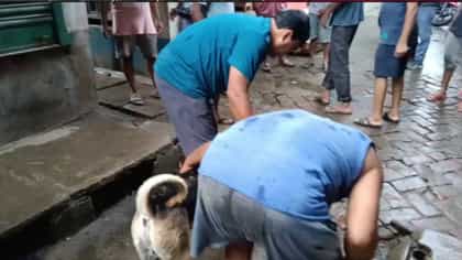 সঙ্গমের সময়েই যৌনাঙ্গে ধারাল অস্ত্রের কোপ! গ্রেফতার মাংস ব্যবসায়ী