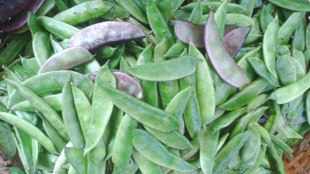 Eating Raw Shim Seeds: শিমের বীজ পেটে গেলে কী হবে জানেন?