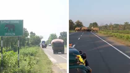 আর জাতীয় সড়কের উপর দিয়ে নয়, আন্ডারপাসে 'রাজকীয়' চালে যাবে হাতির দল