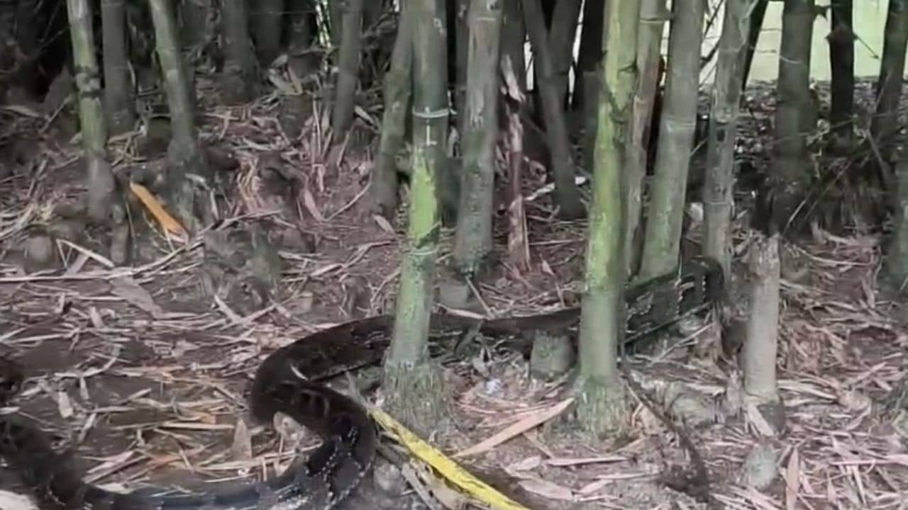Snake Recover: ১৩ ফুটের অজগরকে হিঁচড়ে নিয়ে গেল গ্রামবাসীরা, বেঁধে রাখা হল গাছে