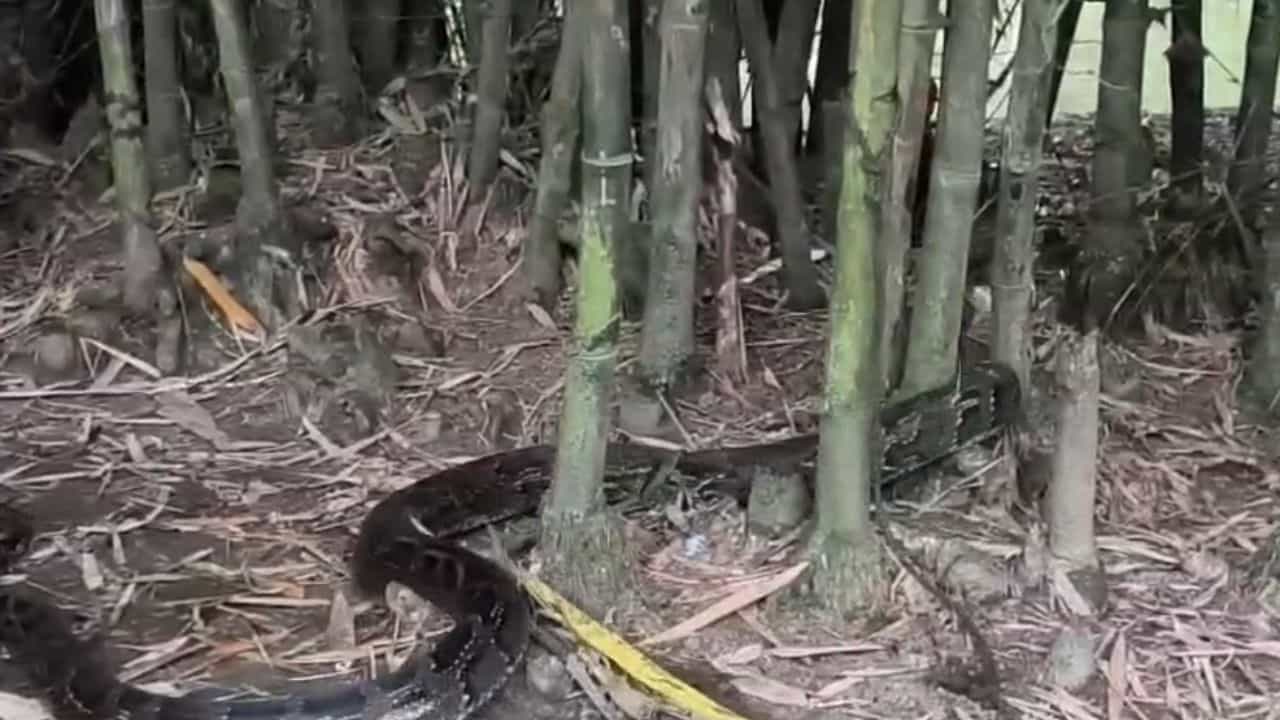 Snake Recover: ১৩ ফুটের অজগরকে হিঁচড়ে নিয়ে গেল গ্রামবাসীরা, বেঁধে রাখা হল গাছে Snake Recover: ১৩ ফুটের অজগরকে হিঁচড়ে নিয়ে গেল গ্রামবাসীরা, বেঁধে রাখা হল গাছে