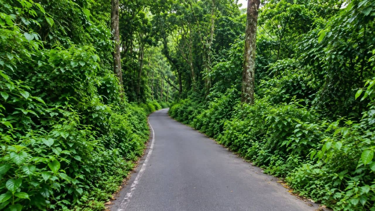 Buxa Tiger Reserve: বাড়াতে হবে বাঘের সংখ্যা, বিহার থেকে কার্গো বিমানে উড়ে আসছে বাঘিনী