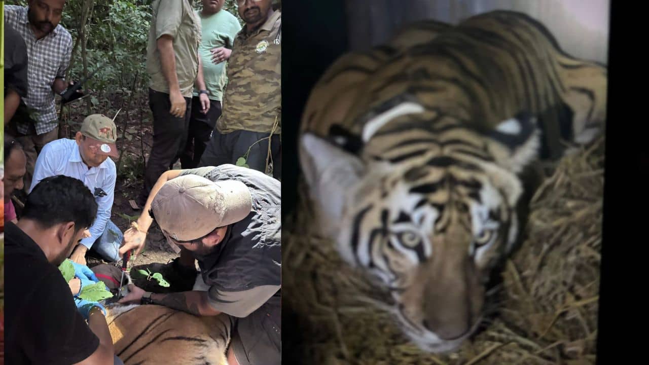 Tigress Rescued: বিহারের বাল্মীকী টাইগার রিজার্ভে অবশেষে ঘুম পাড়ানি গুলিতে কাবু বাঘিনি, বুধেই আনা হতে পারে বক্সা ব্যাঘ্র প্রকল্পে