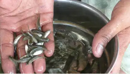 বাংলার মাছ চালকদের মারধর, ঝাড়খণ্ডে গিয়ে হেনস্থার শিকার ব্যবসায়ীরা