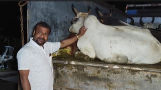 Cow Smuggling: সাঁই সাঁই করে ছুটে আসছিল ট্রাক, ফিল্মি কায়দায় বাইক নিয়ে দাঁড়ালেন বিজেপি নেতা, ডালা খুলতেই বেরিয়ে এল…
