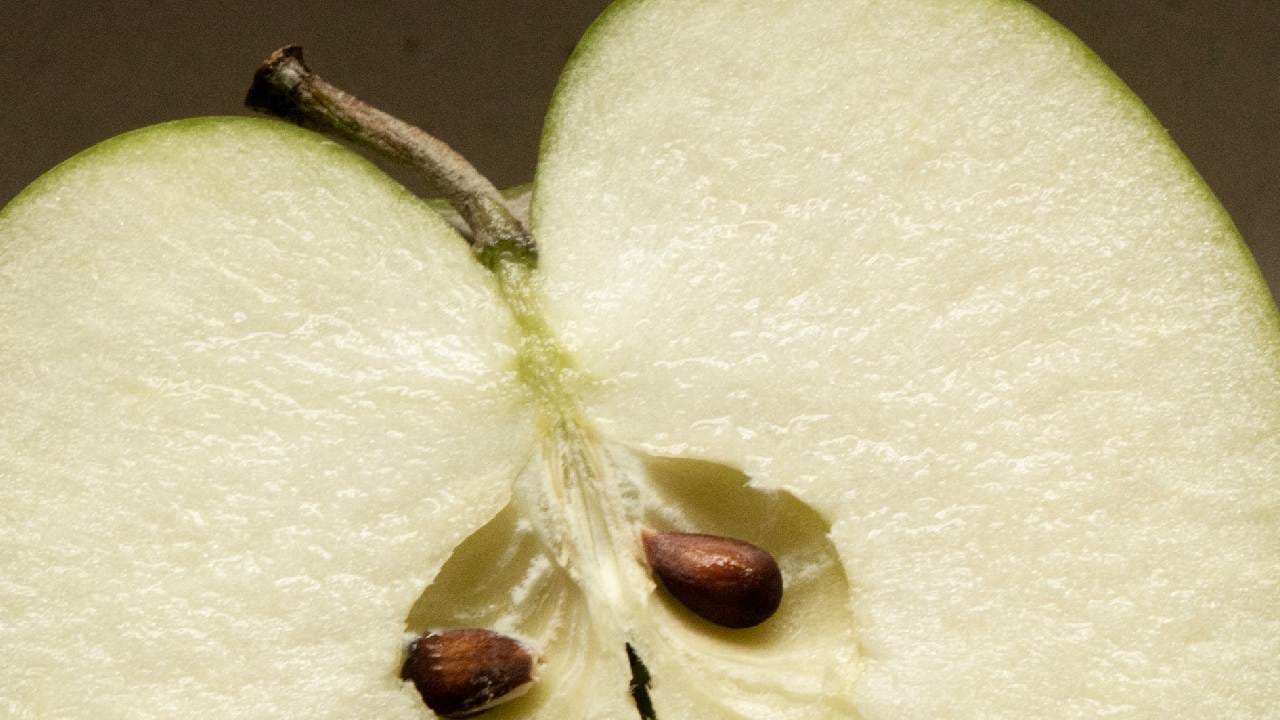 আপেলের খোসায় প্রচুর ফাইবার থাকে যা শরীরের জন্য দারুণ উপকারী। তাই আপেল খাওয়ার আগে সতর্কতার সঙ্গে ভিতরের সব কটি বীজ ফেলে দেওয়াই বুদ্ধিমানের কাজ। অযথা ভয় না পেয়ে রোজকার ডায়েটে নির্দ্বিধায় এই স্বাস্থ্যকর ফলটি রাখতে পারেন। Unsplash