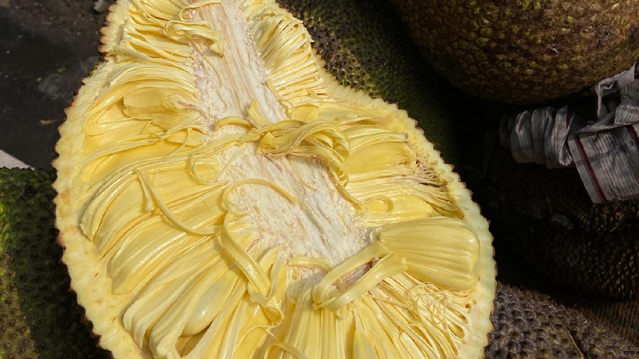 কাঁচা বীজে থাকা ট্যানিন ও ট্রিপসিন ইনহিবিটর নামের উপাদান আমাদের শরীরের পুষ্টি শোষণের পথে বাধা হয়ে দাঁড়ায়। তাই না বুঝে কাঁচা বা আধসেদ্ধ অবস্থায় এটি খেলে পেটের ভেতর রীতিমতো যুদ্ধ শুরু হয়ে যায়। এই কারণেই খাওয়ার আগে বীজগুলোকে অন্তত কুড়ি থেকে তিরিশ মিনিট ভালো করে জলে ফুটিয়ে নেওয়া অত্যন্ত জরুরি। Getty Images