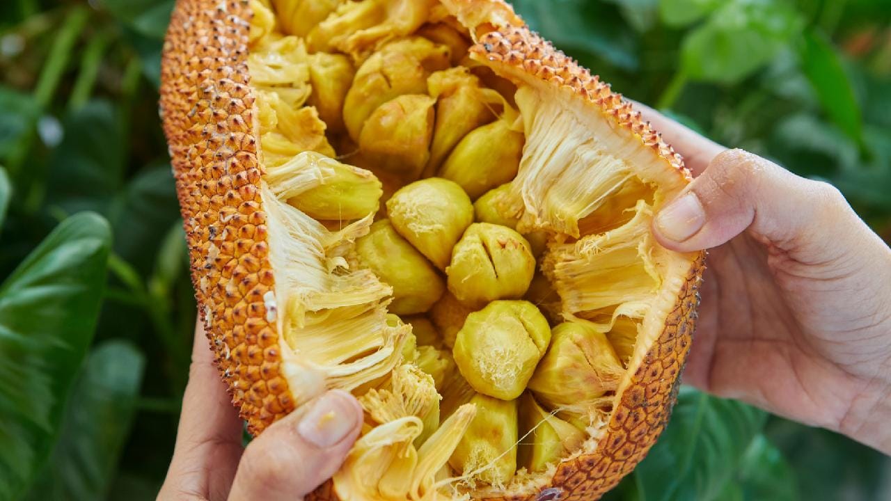 সঠিক পদ্ধতিতে রান্না করে খেলে কাঁঠালের বীজ কিন্তু হজমশক্তি অনেকটাই বাড়িয়ে দিতে পারে। এর মধ্যে থাকা উপকারী ফাইবার অন্ত্রের স্বাস্থ্য ভালো রাখে। ফলে নিয়মিত অল্প পরিমাণে এই বীজ খেলে বদহজম বা পেটের গোলমাল অনেকটাই দূরে থাকে। Getty Images