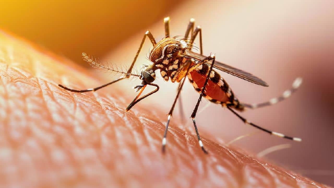 Mosquito facts: জানেন কোন মশা আপনার শরীরে বসে রক্ত চোষে?