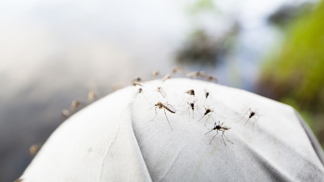 Mosquito protection: ফুল প্যান্ট বা লেগিংস পরলেও মশা কামড়াতে পারে! কীভাবে জানুন