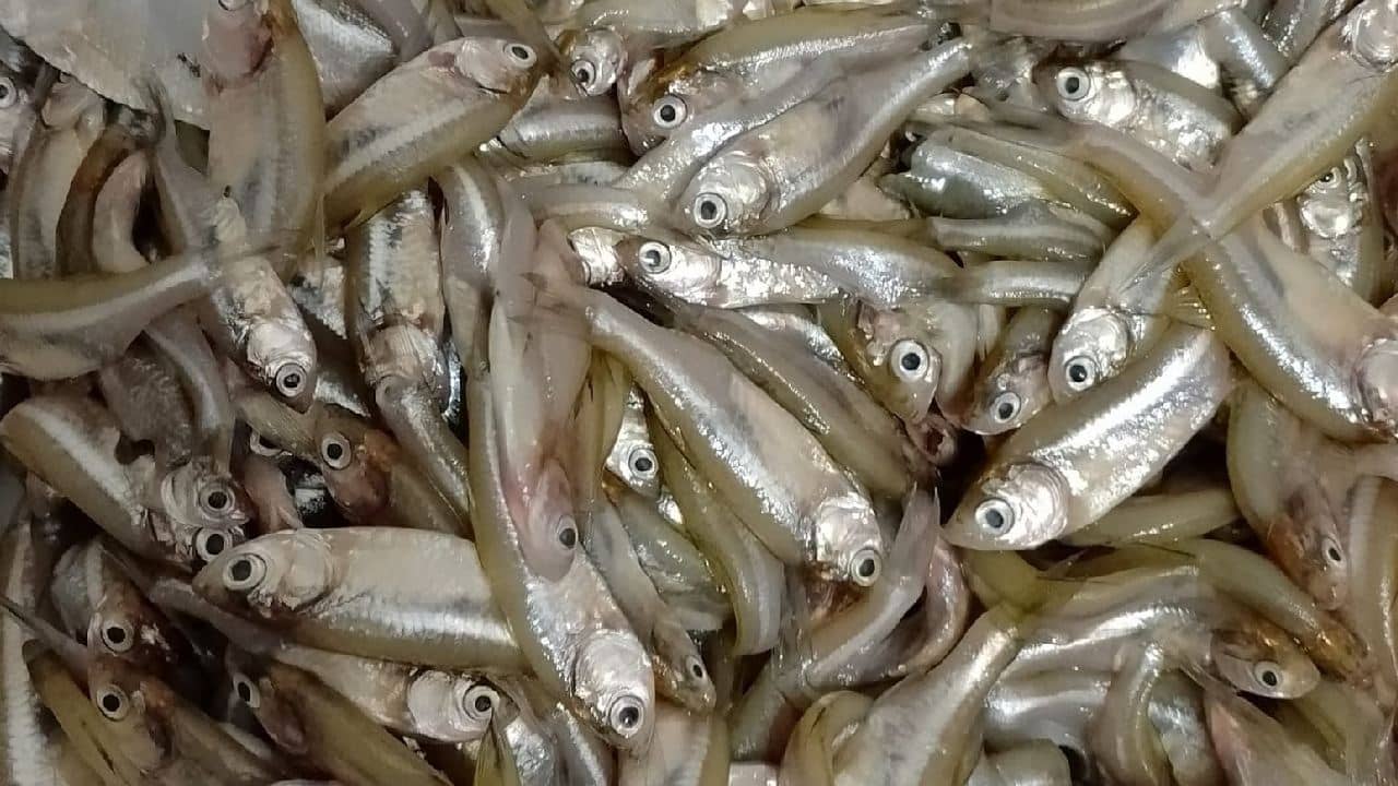 Clean Mourala Fish: মৌরলা মাছ কাটতে আর কালঘাম ছুটবে না! এটা করেই নিমেষে ছাড়ান কেজি কেজি মাছ